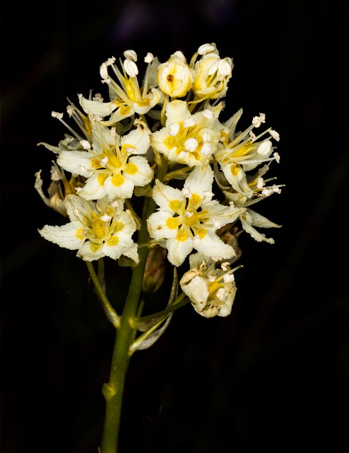Toxicoscordion paniculatum 20-9955.jpg